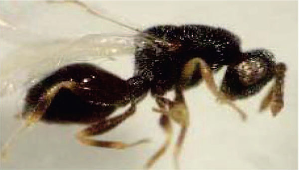 زنبور بذر خوار یونجه